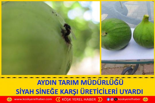 AYDIN TARIM MÜDÜRLÜĞÜ SİYAH SİNEĞE KARŞI ÜRETİCİLERİ UYARDI 