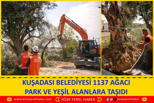 KUŞADASI BELEDİYESİ 1137 AĞACI PARK VE YEŞİL ALANLARA TAŞIDI