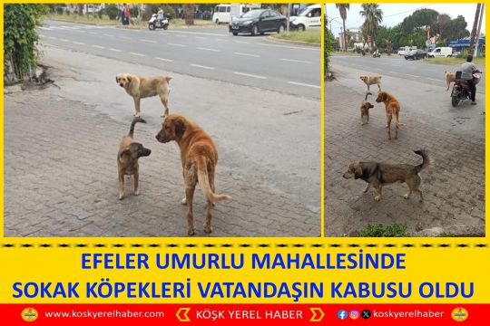 EFELER UMURLU MAHALLESİNDE SOKAK KÖPEKLERİ VATANDAŞIN KABUSU OLDU