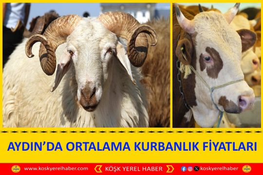 AYDIN’DA ORTALAMA KURBANLIK FİYATLARI