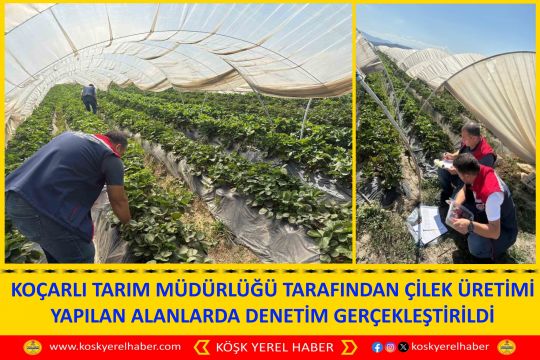 KOÇARLI TARIM MÜDÜRLÜĞÜ TARAFINDAN ÇİLEK ÜRETİMİ YAPILAN ALANLARDA DENETİM GERÇEKLEŞTİRİLDİ