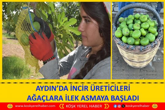AYDIN’DA İNCİR ÜRETİCİLERİ AĞAÇLARA İLEK ASMAYA BAŞLADI