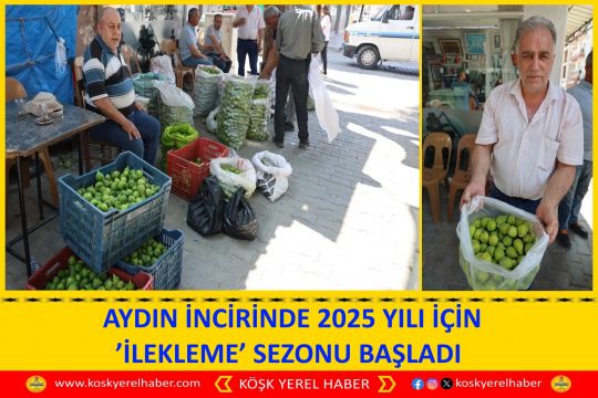 AYDIN İNCİRİNDE 2025 YILI İÇİN ’İLEKLEME’ SEZONU BAŞLADI