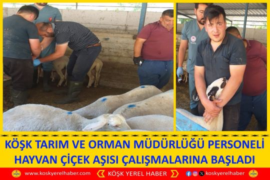 KÖŞK TARIM VE ORMAN MÜDÜRLÜĞÜ PERSONELİ HAYVAN ÇİÇEK AŞISI ÇALIŞMALARINA BAŞLADI