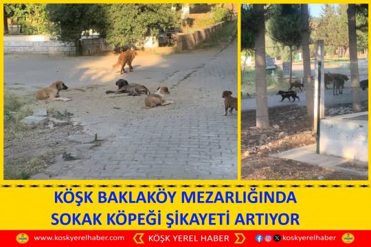 KÖŞK BAKLAKÖY MEZARLIĞINDA SOKAK KÖPEĞİ ŞİKAYETİ ARTIYOR