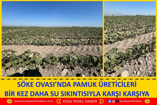 SÖKE OVASI’NDA PAMUK ÜRETİCİLERİ BİR KEZ DAHA SU SIKINTISIYLA KARŞI KARŞIYA