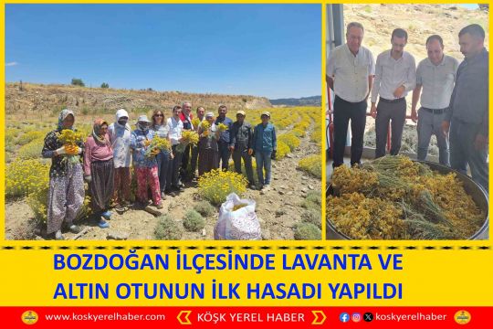 BOZDOĞAN İLÇESİNDE LAVANTA VE ALTIN OTUNUN İLK HASADI YAPILDI