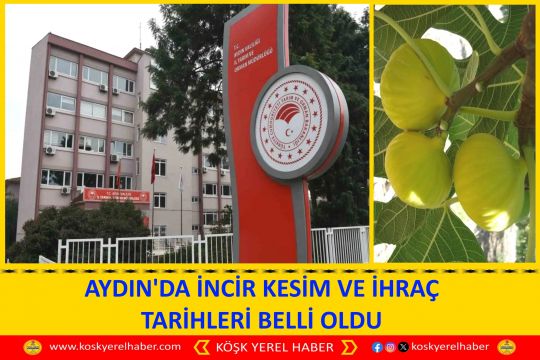 AYDIN'DA İNCİR KESİM VE İHRAÇ TARİHLERİ BELLİ OLDU
