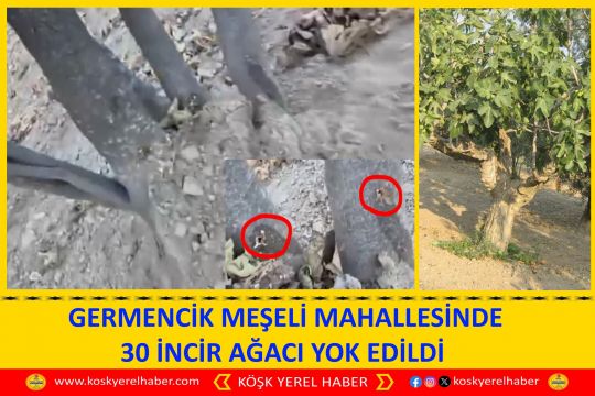 GERMENCİK MEŞELİ MAHALLESİNDE 30 İNCİR AĞACI YOK EDİLDİ 