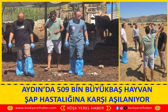 AYDIN’DA 509 BİN BÜYÜKBAŞ HAYVAN ŞAP HASTALIĞINA KARŞI AŞILANIYOR