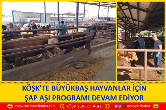 KÖŞK'TE BÜYÜKBAŞ HAYVANLAR İÇİN ŞAP AŞI PROGRAMI DEVAM EDİYOR