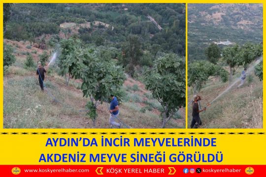 AYDIN’DA İNCİR MEYVELERİNDE AKDENİZ MEYVE SİNEĞİ GÖRÜLDÜ