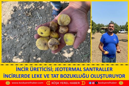 İNCİR ÜRETİCİSİ; JEOTERMAL SANTRALLER İNCİRLERDE LEKE VE TAT BOZUKLUĞU OLUŞTURUYOR