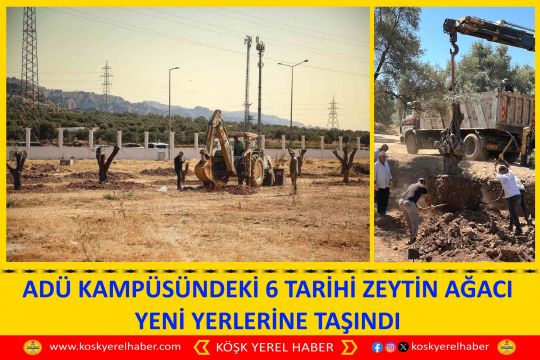 ADÜ KAMPÜSÜNDEKİ 6 TARİHİ ZEYTİN AĞACI YENİ YERLERİNE TAŞINDI