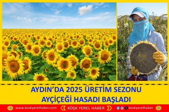 AYDIN’DA 2025 ÜRETİM SEZONU AYÇİÇEĞİ HASADI BAŞLADI