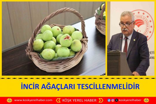 İNCİR AĞAÇLARI TESCİLLENMELİDİR