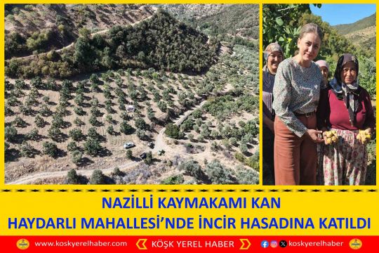  NAZİLLİ KAYMAKAMI KAN HAYDARLI MAHALLESİ’NDE İNCİR HASADINA KATILDI