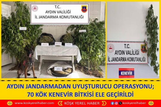 AYDIN JANDARMADAN UYUŞTURUCU OPERASYONU; 70 KÖK KENEVİR BİTKİSI ELE GEÇİRİLDİ