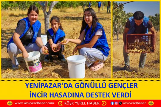 YENİPAZAR'DA GÖNÜLLÜ GENÇLER İNCİR HASADINA DESTEK VERDİ
