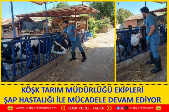 KÖŞK TARIM MÜDÜRLÜĞÜ EKİPLERİ ŞAP HASTALIĞI İLE MÜCADELE DEVAM EDİYOR