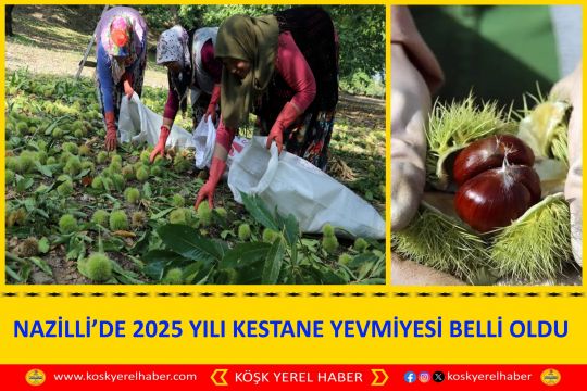 NAZİLLİ’DE 2025 YILI KESTANE YEVMİYESİ BELLİ OLDU