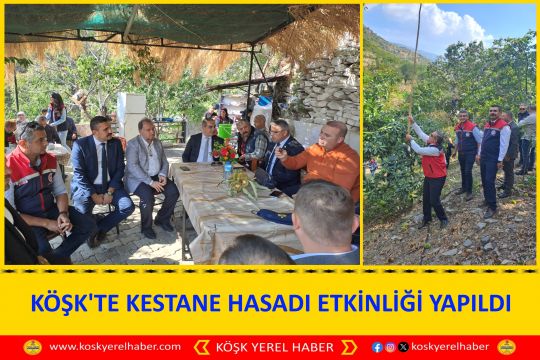 KÖŞK'TE KESTANE HASADI ETKİNLİĞİ YAPILDI