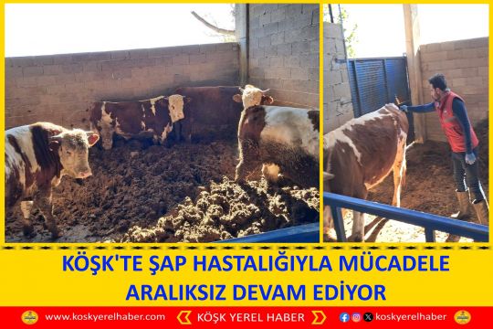 KÖŞK'TE ŞAP HASTALIĞIYLA MÜCADELE ARALIKSIZ DEVAM EDİYOR