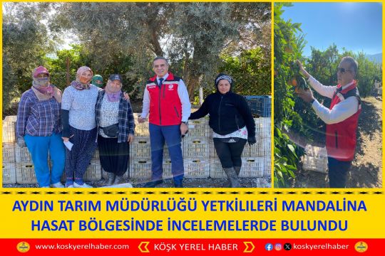AYDIN TARIM MÜDÜRLÜĞÜ YETKİLILERİ MANDALİNA HASAT BÖLGESİNDE İNCELEMELERDE BULUNDU