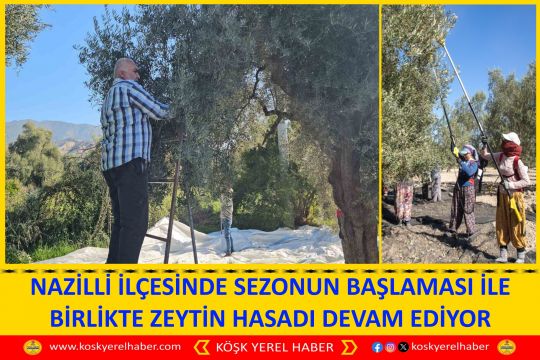 NAZİLLİ İLÇESİNDE SEZONUN BAŞLAMASI İLE BİRLİKTE ZEYTİN HASADI DEVAM EDİYOR