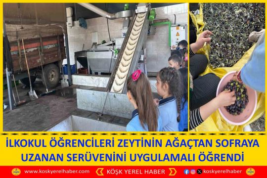 İLKOKUL ÖĞRENCİLERİ ZEYTİNİN AĞAÇTAN SOFRAYA UZANAN SERÜVENİNİ UYGULAMALI ÖĞRENDİ