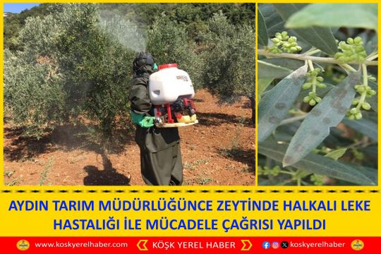 AYDIN TARIM MÜDÜRLÜĞÜNCE ZEYTİNDE HALKALI LEKE HASTALIĞI İLE MÜCADELE ÇAĞRISI YAPILDI