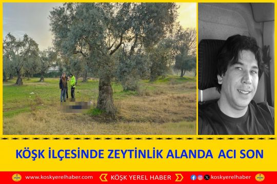 KÖŞK İLÇESİNDE ZEYTİNLİK ALANDA  ACI SON