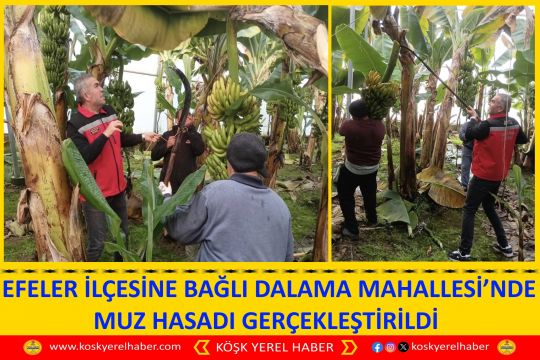  EFELER İLÇESİNE BAĞLI DALAMA MAHALLESİ’NDE MUZ HASADI GERÇEKLEŞTİRİLDİ