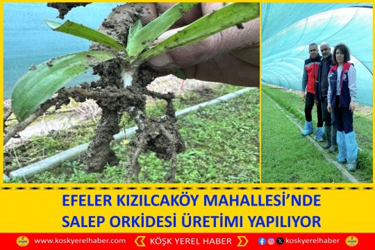 EFELER KIZILCAKÖY MAHALLESİ’NDE SALEP ORKİDESİ ÜRETİMI YAPILIYOR