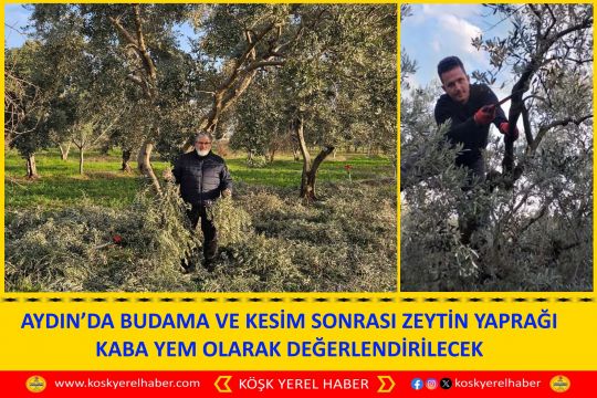 AYDIN’DA BUDAMA VE KESİM SONRASI ZEYTİN YAPRAĞI KABA YEM OLARAK DEĞERLENDİRİLECEK