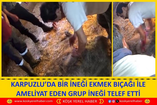 KARPUZLU’DA BİR İNEĞİ EKMEK BIÇAĞI İLE AMELİYAT EDEN GRUP İNEĞİ TELEF ETTİ
