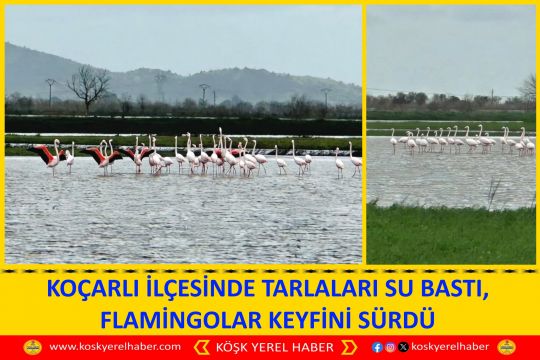 KOÇARLI İLÇESİNDE TARLALARI SU BASTI, FLAMİNGOLAR KEYFİNİ SÜRDÜ