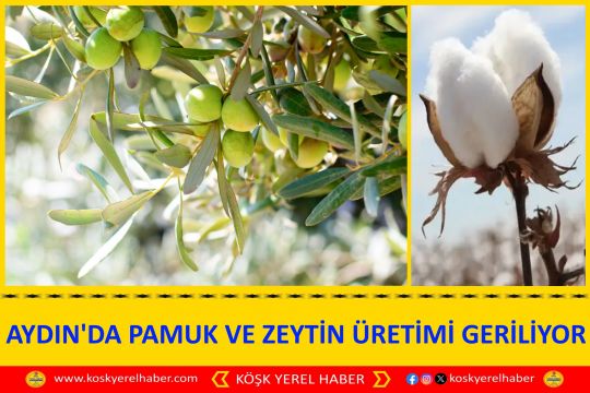 AYDIN'DA PAMUK VE ZEYTİN ÜRETİMİ GERİLİYOR