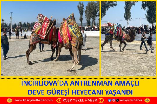 İNCİRLİOVA’DA ANTRENMAN AMAÇLI DEVE GÜREŞİ HEYECANI YAŞANDI