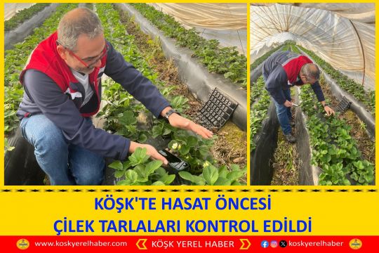 KÖŞK'TE HASAT ÖNCESİ ÇİLEK TARLALARI KONTROL EDİLDİ