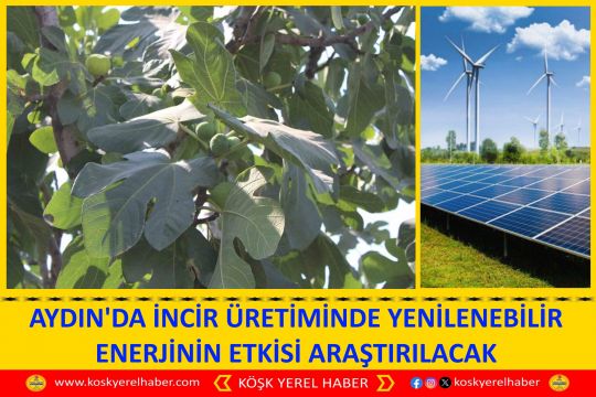 AYDIN'DA İNCİR ÜRETİMİNDE YENİLENEBİLİR ENERJİNİN ETKİSİ ARAŞTIRILACAK