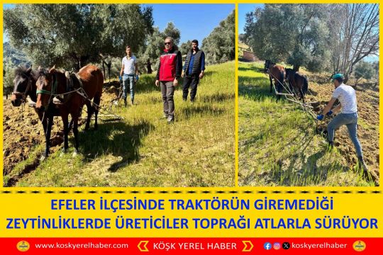 EFELER İLÇESİNDE TRAKTÖRÜN GİREMEDİĞİ ZEYTİNLİKLERDE ÜRETİCİLER TOPRAĞI ATLARLA SÜRÜYOR
