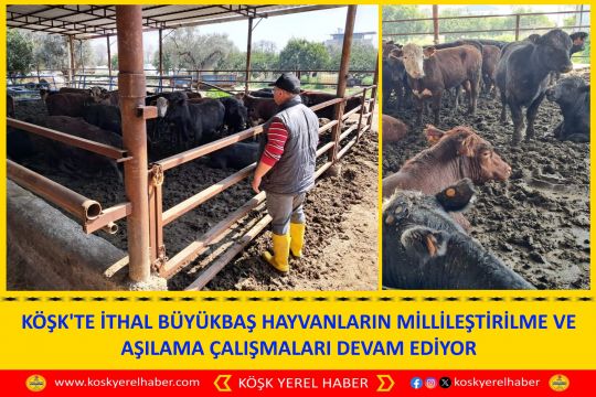 KÖŞK'TE İTHAL BÜYÜKBAŞ HAYVANLARIN MİLLİLEŞTİRİLME VE AŞILAMA ÇALIŞMALARI DEVAM EDİYOR