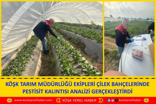 KÖŞK TARIM MÜDÜRLÜĞÜ EKİPLERİ ÇİLEK BAHÇELERİNDE PESTİSİT KALINTISI ANALİZİ GERÇEKLEŞTİRDİ