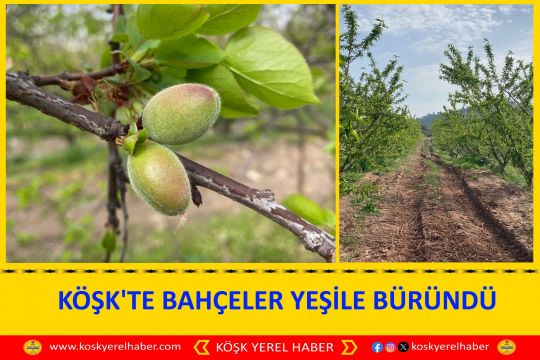 KÖŞK'TE BAHÇELER YEŞİLE BÜRÜNDÜ