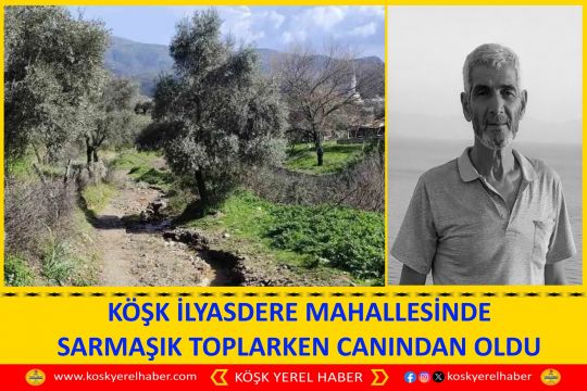 KÖŞK İLYASDERE MAHALLESİNDE SARMAŞIK TOPLARKEN CANINDAN OLDU