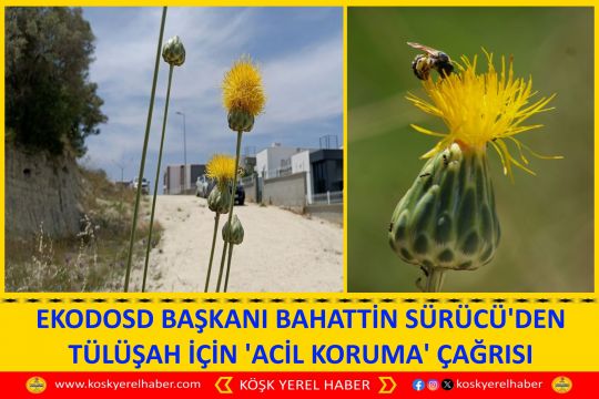 EKODOSD BAŞKANI BAHATTİN SÜRÜCÜ'DEN TÜLÜŞAH İÇİN 'ACİL KORUMA' ÇAĞRISI