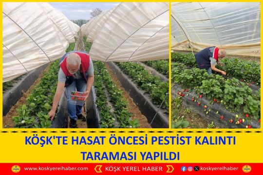 KÖŞK'TE HASAT ÖNCESİ PESTİST KALINTI TARAMASI YAPILDI