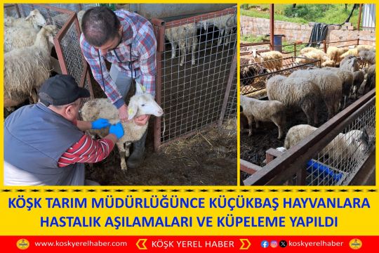 KÖŞK TARIM MÜDÜRLÜĞÜNCE KÜÇÜKBAŞ HAYVANLARA HASTALIK AŞILAMALARI VE KÜPELEME YAPILDI