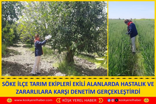 SÖKE İLÇE TARIM EKİPLERİ EKİLİ ALANLARDA HASTALIK VE ZARARLILARA KARŞI DENETİM GERÇEKLEŞTİRDİ